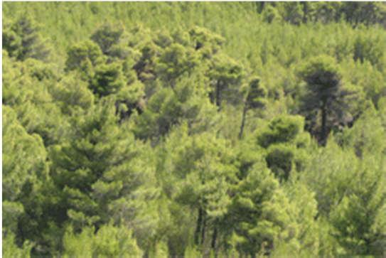 Ζώνη μείξης δασών-οικισμών: Έλλειμα πολεοδομικού και