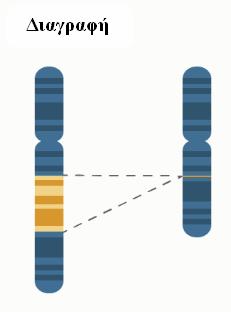 Δομικές χρωμοσωμικές ανωμαλίες Δομικές χρωμοσωμικές ανωμαλίες προκαλούνται όταν μεγάλα τμήματα του DNA λείπουν, προστίθενται ή