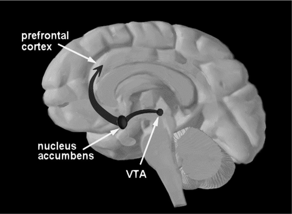 Κέντρα ευχαρίστησης στον εγκέφαλο Orbitofrontal Cortex (OFC) 1. Ο αισθητήριος φλοιός στέλνει σήματα στην κοιλιακή καλύπτρα, δείχνοντας δραστηριότητα ευχαρίστησης 2.