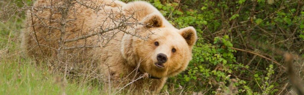 48 Αρκούδα (Ursus arctos) Εικόνα 11: Η καφέ αρκούδα Πηγή: http://lifeamybear.eu/sites/all/themes/lifeamybear/images/slider/slider-1.