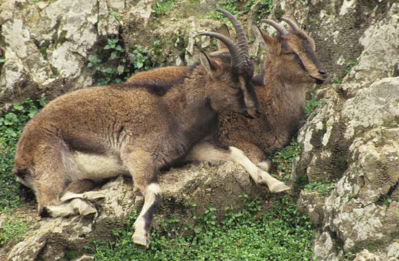 53 Αγριόγιδο (Rupicapra rupicapra balcanica) Εικόνα 13: Το αγριόγιδο Πηγή:http://www.biodiversity-info.gr/index.