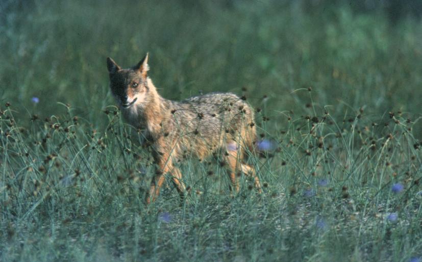 57 Τσακάλι (Canis aureus) Εικόνα 15: Το τσακάλι Πηγή: http://www.arcturos.gr/files/1/to%20mystirio%20tis%20mikris%20arkoudas/grifos%203/012.tsakali.