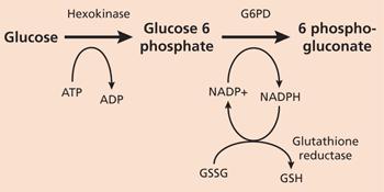Έλλειψη G6PD Μοναδική οδός παραγωγής NADPH για τα κύτταρα NADPH: Η ισχυρότερη αναγωγική ουσία του οργανισμού Προστασία από οξειδωτική βλάβη