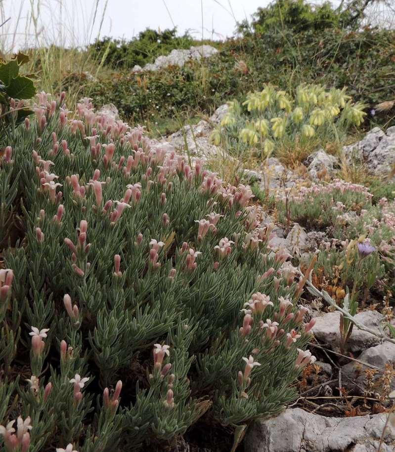 ΕΝΔΗΜΙΚΑ ΦΥΤΑ ΤΗΣ ΑΤΤΙΚΗΣ 2 Νίκου Νικητίδη Flora