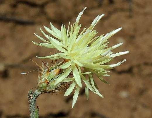 ΕΝΔΗΜΙΚΑ ΦΥΤΑ ΤΗΣ ΑΤΤΙΚΗΣ 101 COMPOSITAE (ASTERACEAE) ΣΥΝΘΕΤΑ Centaurea pelia DC.