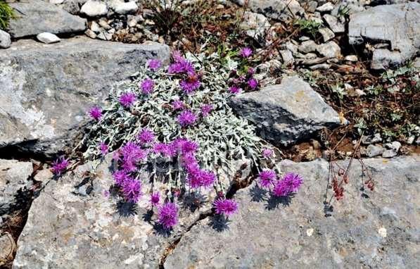 ΕΝΔΗΜΙΚΑ ΦΥΤΑ ΤΗΣ ΑΤΤΙΚΗΣ 102 Από το www.greekflora.