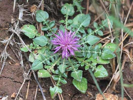 ΕΝΔΗΜΙΚΑ ΦΥΤΑ ΤΗΣ ΑΤΤΙΚΗΣ 103 COMPOSITAE (ASTERACEAE) ΣΥΝΘΕΤΑ Τουρκοβούνια - Φιλοθέη 20/03/2008 Centaurea raphanina Sm. subsp.