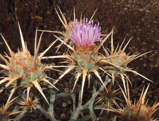 ΕΝΔΗΜΙΚΑ ΦΥΤΑ ΤΗΣ ΑΤΤΙΚΗΣ 110 COMPOSITAE (ASTERACEAE) ΣΥΝΘΕΤΑ Centaurea spruneri Boiss. & Heldr. 1846 Χονδρίλα η πολύκλαδη Ενδημικό είδος της Ελλάδας και της Νότιας Αλβανία.