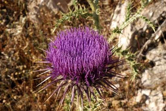 ΕΝΔΗΜΙΚΑ ΦΥΤΑ ΤΗΣ ΑΤΤΙΚΗΣ 113 COMPOSITAE (ASTERACEAE) ΣΥΝΘΕΤΑ Onopordum argolicum Boiss.