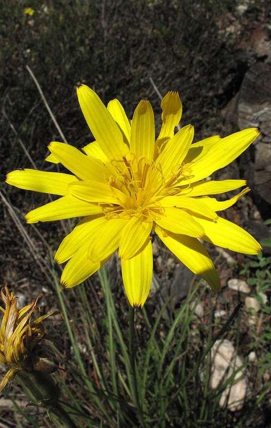 ΕΝΔΗΜΙΚΑ ΦΥΤΑ ΤΗΣ ΑΤΤΙΚΗΣ 114 COMPOSITAE (ASTERACEAE) ΣΥΝΘΕΤΑ Scorzonera crocifolia Sm. 1813 *** Σκορτζονέρα η κροκόφυλλη Πάρνηθα 26/04/2009 Ενδημικό της Κεντρικής και Νότιας Ελλάδας.