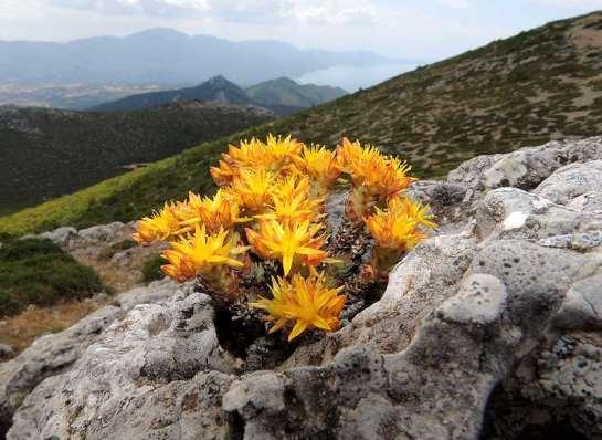 ΕΝΔΗΜΙΚΑ ΦΥΤΑ ΤΗΣ ΑΤΤΙΚΗΣ 117 CRASSULACEAE Sedum laconicum Boiss. & Heldr. 1846 *** Σέδον το λακωνικό Πατέρας 08/06/2013 Ενδημικό με εξάπλωση σε Κεντρική Ελλάδα, Πελοπόννησο, Ιόνιο και Κυκλάδες.