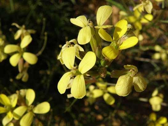 ΕΝΔΗΜΙΚΑ ΦΥΤΑ ΤΗΣ ΑΤΤΙΚΗΣ 118 CRUCIFERAE (BRASSICACEAE) ΣΤΑΥΡΑΝΘΗ Erysimum atticum Heldr. & Sart. ex Boiss 1854 *** Ερύσιμο το αττικό Πεντέλη 08/05/2009 Ενδημικό της Νοτιοανατολικής Ελλάδας.