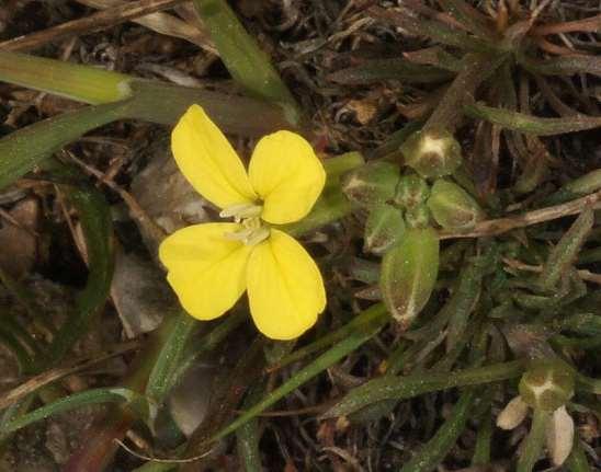 ΕΝΔΗΜΙΚΑ ΦΥΤΑ ΤΗΣ ΑΤΤΙΚΗΣ 119 Πεντέλη 12/04/2011 CRUCIFERAE (BRASSICACEAE) ΣΤΑΥΡΑΝΘΗ Erysimum boryanum, Boiss. & Spruner 1843 *** Ερύσιμο το μποριάνιο Ενδημικό της Στερεάς Ελλάδας.