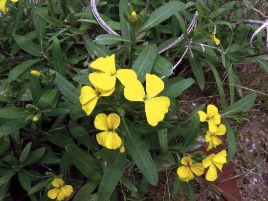 ΕΝΔΗΜΙΚΑ ΦΥΤΑ ΤΗΣ ΑΤΤΙΚΗΣ 120 CRUCIFERAE (BRASSICACEAE) ΣΤΑΥΡΑΝΘΗ Erysimum corinthium (Boiss) Wettst.