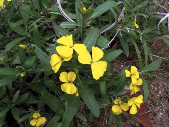 ΕΝΔΗΜΙΚΑ ΦΥΤΑ ΤΗΣ ΑΤΤΙΚΗΣ 120 CRUCIFERAE (BRASSICACEAE) ΣΤΑΥΡΑΝΘΗ Erysimum corinthium (Boiss) Wettst.