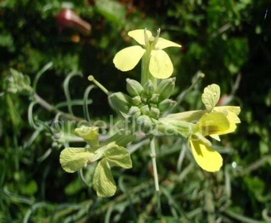 ΕΝΔΗΜΙΚΑ ΦΥΤΑ ΤΗΣ ΑΤΤΙΚΗΣ 122 CRUCIFERAE (BRASSICACEAE) ΣΤΑΥΡΑΝΘΗ Erysimum graecum Boiss. & Heldr. 1854 *** Ερύσιμο το γραικό Ενδημικό Πελοποννήσου, Στερεάς Ελλάδας, Θεσσαλίας και Εύβοιας.