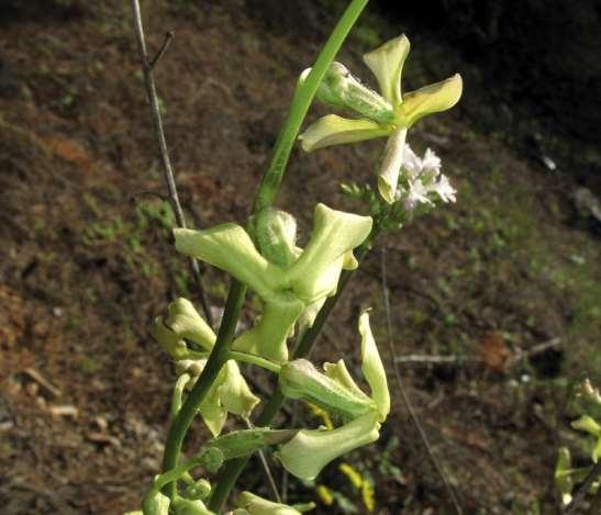 ΕΝΔΗΜΙΚΑ ΦΥΤΑ ΤΗΣ ΑΤΤΙΚΗΣ 123 Υμηττός 09/04/2008 CRUCIFERAE (BRASSICACEAE) ΣΤΑΥΡΑΝΘΗ Hesperis laciniata subsp. secundiflora (Boiss. & Spruner 1843) Breistr.