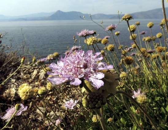 ΕΝΔΗΜΙΚΑ ΦΥΤΑ ΤΗΣ ΑΤΤΙΚΗΣ 126 Γεράνεια - Κορινθιακός03/05/2013 DIPSACACEAE Lomelosia hymettia (Boiss.