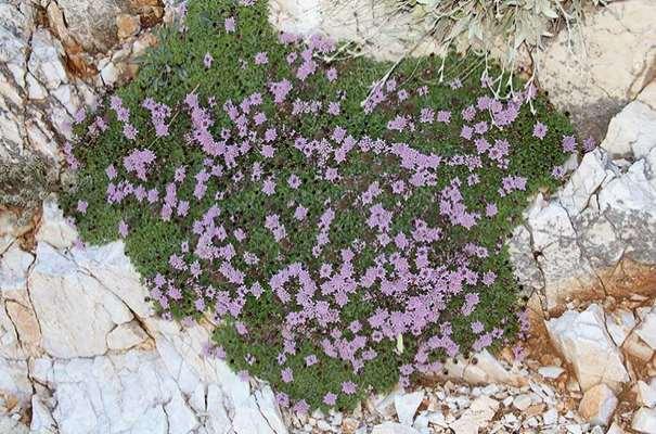 ΕΝΔΗΜΙΚΑ ΦΥΤΑ ΤΗΣ ΑΤΤΙΚΗΣ 127 DIPSACACEAE Pterocephalus perennis DC 1830 *** Πτεροκέφαλος ο πολυετής Πάρνηθα 22/05/2010 Ενδημικό της Νότιας και Ανατολικής Ελλάδας.