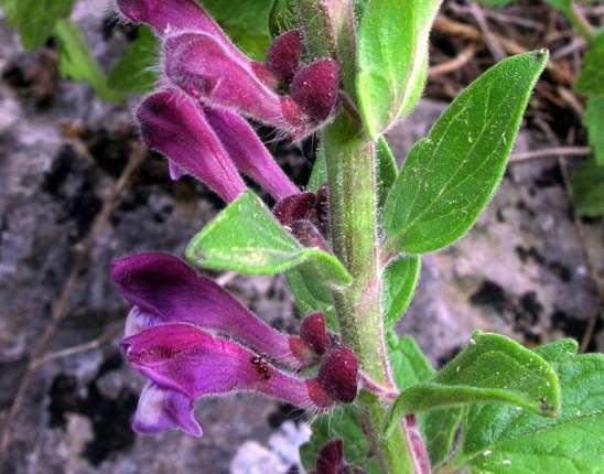 ΕΝΔΗΜΙΚΑ ΦΥΤΑ ΤΗΣ ΑΤΤΙΚΗΣ 130 LABIATAE (LAMIACEAE) ΧΕΙΛΑΝΘΗ Πάρνηθα 10/05/2010 Scutellaria rupestris Boiss. & Heldr. 1846 subsp.