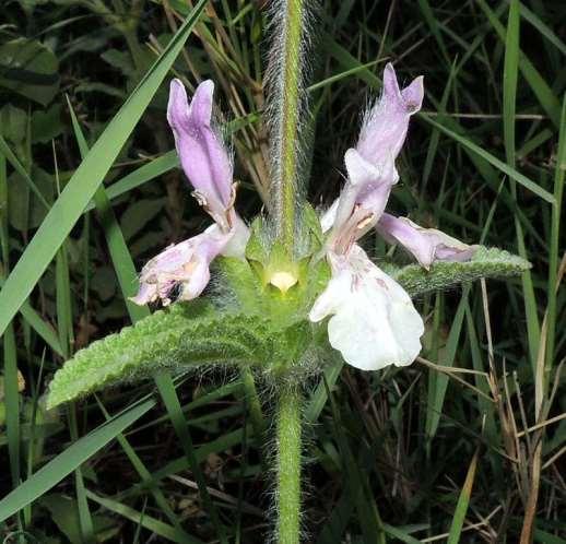 ΕΝΔΗΜΙΚΑ ΦΥΤΑ ΤΗΣ ΑΤΤΙΚΗΣ 132 LABIATAE (LAMIACEAE) ΧΕΙΛΑΝΘΗ Stachys graeca Boiss. & Heldr. 1853 *** Στάχυς ο γαρικός Πάρνηθα 31/05/2013 Ενδημικό της ηπειρωτικής Ελλάδας.