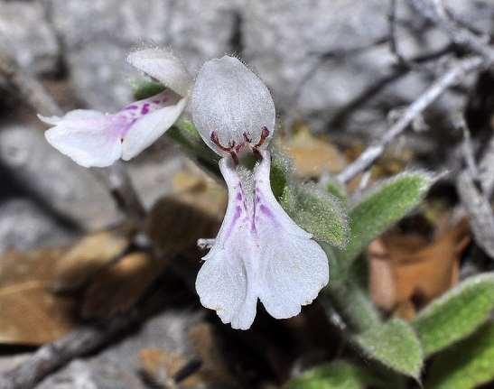 ΕΝΔΗΜΙΚΑ ΦΥΤΑ ΤΗΣ ΑΤΤΙΚΗΣ 134 LABIATAE (LAMIACEAE) ΧΕΙΛΑΝΘΗ Γεράνεια 03/05/2013 Stachys swainsonii Benth. subsp. melangavica D.