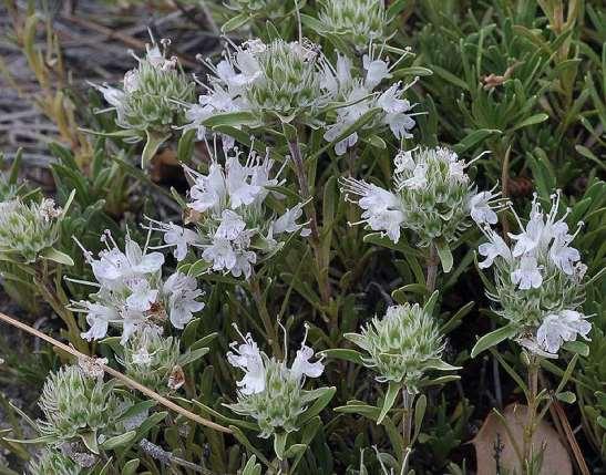 ΕΝΔΗΜΙΚΑ ΦΥΤΑ ΤΗΣ ΑΤΤΙΚΗΣ 136 LABIATAE (LAMIACEAE) ΧΕΙΛΑΝΘΗ Thymus atticus Celak. 1882 Θύμος ο αττικός Πάρνηθα 11/06/2011 Το Θυμάρι της Αττικής είναι βαλκανικό φυτό (Ελλάδα, Βουλγαρία, Τουρκία).