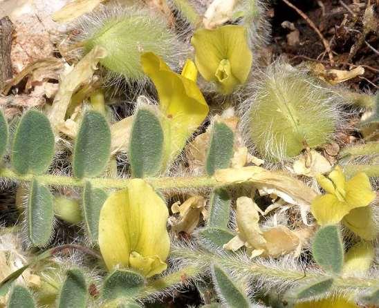 ΕΝΔΗΜΙΚΑ ΦΥΤΑ ΤΗΣ ΑΤΤΙΚΗΣ 138 LEGUMINOSAE (FABACEAE) ΨΥΧΑΝΘΗ Πάρνηθα 29/05/2011 Astragalus hellenicus Boiss.