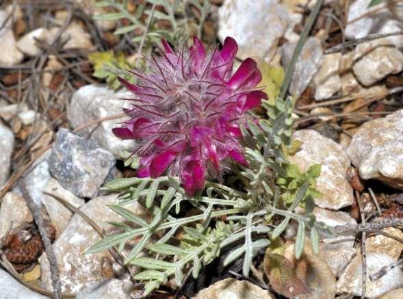 ΕΝΔΗΜΙΚΑ ΦΥΤΑ ΤΗΣ ΑΤΤΙΚΗΣ 139 LEGUMINOSAE (FABACEAE) ΨΥΧΑΝΘΗ Ebenus sibthorpii DC.