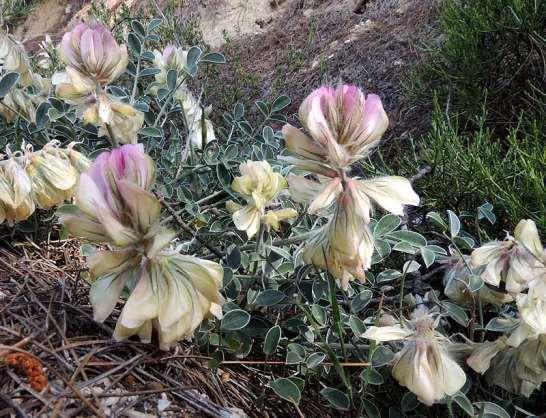 ΕΝΔΗΜΙΚΑ ΦΥΤΑ ΤΗΣ ΑΤΤΙΚΗΣ 140 LEGUMINOSAE (FABACEAE) ΨΥΧΑΝΘΗ Γεράνεια 13/04/2011 Hedysarum grandiflorum, Pall. 1773 subsp.