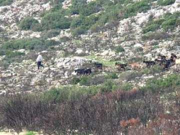 Παρά την γενικευμένη υποβάθμιση του αττικού τοπίου και τις καταστροφές στο φυσικό περιβάλλον, η χλωρίδα της Αττικής