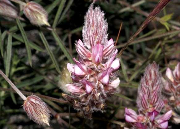 ΕΝΔΗΜΙΚΑ ΦΥΤΑ ΤΗΣ ΑΤΤΙΚΗΣ 141 LEGUMINOSAE (FABACEAE) ΨΥΧΑΝΘΗ Onobrychis ebenoides Boiss.