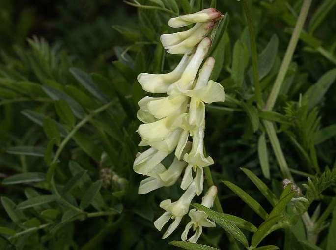 ΕΝΔΗΜΙΚΑ ΦΥΤΑ ΤΗΣ ΑΤΤΙΚΗΣ 142 LEGUMINOSAE (FABACEAE) ΨΥΧΑΝΘΗ Vicia pinetorum Boiss. & Spruner 1843 *** Βίκος ο πευκοφυής Πάρνηθα 17/04/2009 Ενδημικό στην περιοχή του Νότιου Αιγαίου.