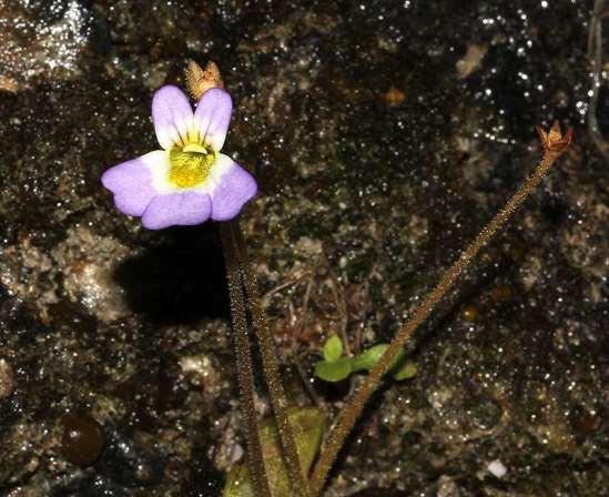 ΕΝΔΗΜΙΚΑ ΦΥΤΑ ΤΗΣ ΑΤΤΙΚΗΣ 143 LENTIBULARIACEAE Pinguicula crystallina (Sm.) subsp. hirtiflora (Ten.