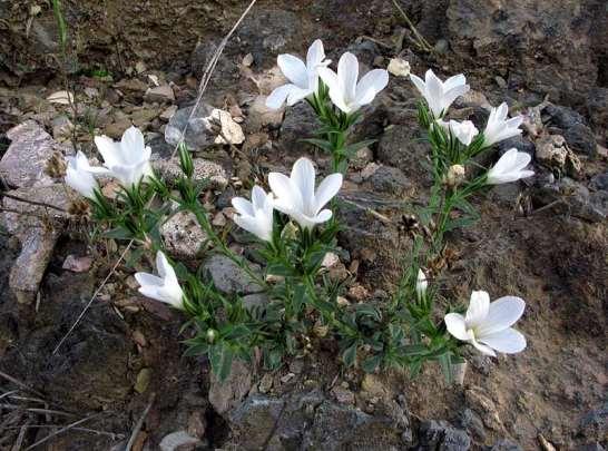 ΕΝΔΗΜΙΚΑ ΦΥΤΑ ΤΗΣ ΑΤΤΙΚΗΣ 144 LINACEAE ΛΙΝΙΔΕΣ Linum leucanthum Boiss. & Heldr. 1843 *** Λίνον το λευκανθές, λινάρι Υμηττός 26/03/2010 Ενδημικό της Ανατολικής Ελλάδας: Άθωνος, Σποράδων, Λακωνίας.