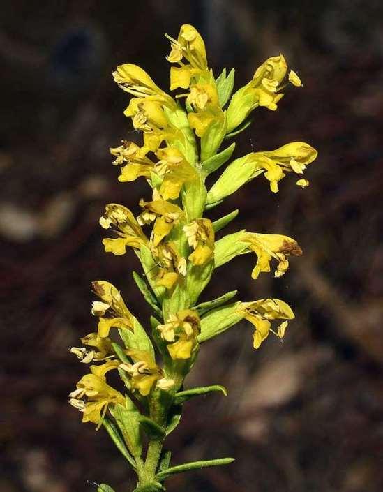 ΕΝΔΗΜΙΚΑ ΦΥΤΑ ΤΗΣ ΑΤΤΙΚΗΣ 145 Πάρνηθα 12/09/2013 OROBANCHACEAE Odontites linkii Heldr. & Sart. ex Boiss., 1856 *** Οδοντίτις του Λινκ Eνδημικό φυτό με ευρεία εξάπλωση από τον Όλυμπο μέχρι την Κρήτη.