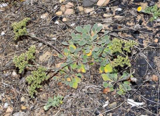 ΕΝΔΗΜΙΚΑ ΦΥΤΑ ΤΗΣ ΑΤΤΙΚΗΣ 147 PLUMBAGINACEAE Goniolimon sartorii Boiss.