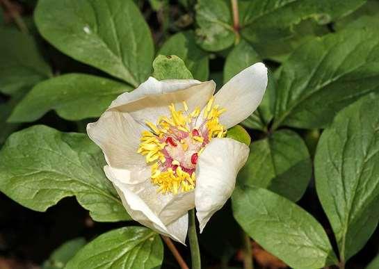 ΕΝΔΗΜΙΚΑ ΦΥΤΑ ΤΗΣ ΑΤΤΙΚΗΣ 148 Πάρνηθα 11/04/2014 PAEONIACEAE ΠΑΙΩΝΙΙΔΕΣ Paeonia mascula (L.) Miller 1768 subsp.