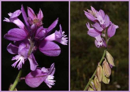 ΕΝΔΗΜΙΚΑ ΦΥΤΑ ΤΗΣ ΑΤΤΙΚΗΣ 151 POLYGALACEAE Πάρνηθα 31/05/2011 Polygala nicaeensis Koch 1835 subsp. tomentella (Boiss.