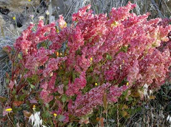 ΕΝΔΗΜΙΚΑ ΦΥΤΑ ΤΗΣ ΑΤΤΙΚΗΣ 152 POLYGONACEAE Κακιά Σκάλα 13/04/2013 Rumex vesicarius L. 1753 Λάπαθο «της κύστης» Φυτό το οποίο στην Ευρώπη υπάρχει αυτοφυές μόνο στην Ελλάδα.