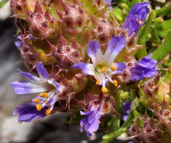 ΕΝΔΗΜΙΚΑ ΦΥΤΑ ΤΗΣ ΑΤΤΙΚΗΣ 154 PRIMULACEAE Γεράνεια 03/05/2013 Coris monspeliensis L. 1753 Κορίς του Μονπελιέ Φυτό της Δυτικής και Κεντρικής Μεσογείου.