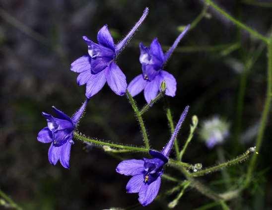ΕΝΔΗΜΙΚΑ ΦΥΤΑ ΤΗΣ ΑΤΤΙΚΗΣ 156 Ποικίλο 01/05/2013 RANUNCULACEAE Consolida tenuissima (Sibth. & Sm.