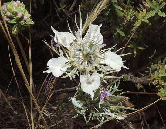 ΕΝΔΗΜΙΚΑ ΦΥΤΑ ΤΗΣ ΑΤΤΙΚΗΣ 158 RANUNCULACEAE Λαύριο 28/05/2013 Nigella arvensis L. subsp. aristata (Sibth. & Sm.