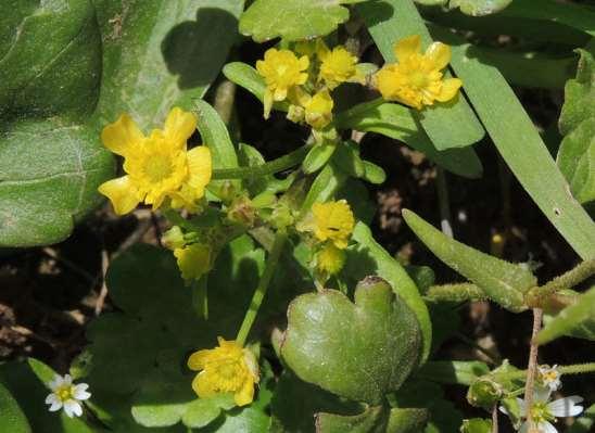 ΕΝΔΗΜΙΚΑ ΦΥΤΑ ΤΗΣ ΑΤΤΙΚΗΣ 159 RANUNCULACEAE Δερβενοχώρια 05/04/2018 Ranunculus lateriflorus DC.