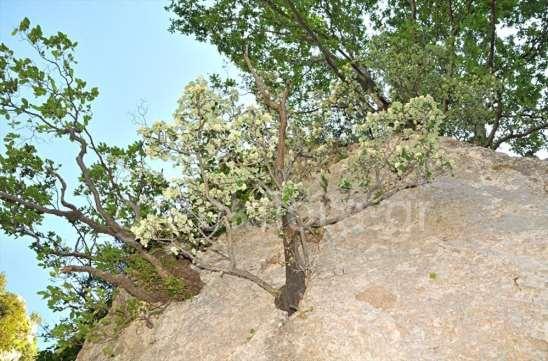 ΕΝΔΗΜΙΚΑ ΦΥΤΑ ΤΗΣ ΑΤΤΙΚΗΣ 160 ROSACEAE Φωτογραφία Γιάννης Κοφινάς από το www.greekflora.gr Amelanchier parviflora ssp.