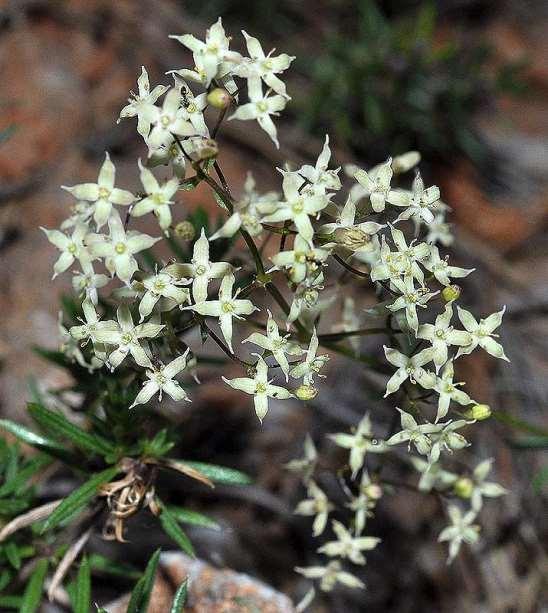 ΕΝΔΗΜΙΚΑ ΦΥΤΑ ΤΗΣ ΑΤΤΙΚΗΣ 161 RUBIACEAE Galium melanantherum Boiss. 1846 *** Γάλιος το μελάνθηρο Πάρνηθα 22/06/2011 Ενδημικό φυτό Στερεάς Ελλάδας, Πελοποννήσου, Κρήτης, Κυκλάδων, Αιγαίου.