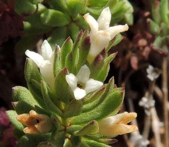 ΕΝΔΗΜΙΚΑ ΦΥΤΑ ΤΗΣ ΑΤΤΙΚΗΣ 162 RUBIACEAE Πατέρας 08/06/2013 Asperula baenitzii Heldr. ex Boiss. 1888 *** Ασπερούλα του Baenitz Τοπικό ενδημικό της Αττικής.