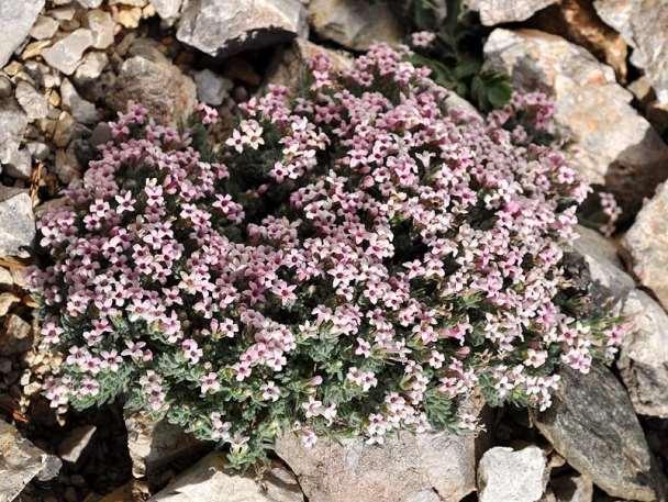 ΕΝΔΗΜΙΚΑ ΦΥΤΑ ΤΗΣ ΑΤΤΙΚΗΣ 164 RUBIACEAE Asperula pulvinaris (Boiss.) Heldr. 1888 *** Ασπερούλα η προσκεφαλοειδής (μαξιλαρόμορφη) Πάρνηθα 22/06/2011 Ενδημικό της Αττικής.