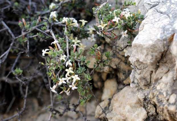 ΕΝΔΗΜΙΚΑ ΦΥΤΑ ΤΗΣ ΑΤΤΙΚΗΣ 168 THYMELEACEAE Daphne jasminea Sm. 1809 subsp. jasminea «Δάφνη» η ιασμονοειδής Σπάνιο φυτό, γνωστό μόνο από την Ελλάδα και την Κυρηναϊκή (Λιβύη).