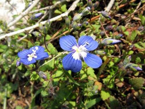 ΕΝΔΗΜΙΚΑ ΦΥΤΑ ΤΗΣ ΑΤΤΙΚΗΣ 170 VERONICACEAE Πεντέλη 13/05/2010 Veronica glauca subsp. glauca Sm. 1806 *** Βερόνικα η γλαυκή Ενδημικό της Στερεάς Ελλάδας (κυρίως Αττικής) και Κρήτης.